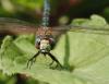 Aeshna mixta